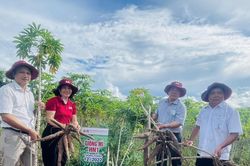 Ayun Pa: Giống mì HN1 đạt năng suất 35-40 tấn/ha