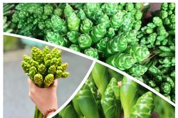 Loại cây, xưa dùng cho gia súc ăn, nay thành đặc sản mỗi năm chỉ có một mùa