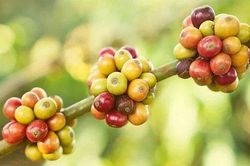 Giá cà phê hôm nay 15/10: Thị trường trong nước tăng