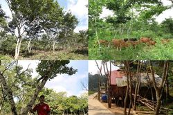 Ngôi làng ở Việt Nam trồng loại gỗ đắt nhất thế giới: Trị giá hơn trăm tỷ đồng, cả làng quyết không bán