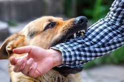 Phòng chống bệnh dại ở nơi có số ca tử vong cao nhất trong cả nước như thế nào?