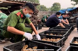 Ngăn chặn nhập lậu gia cầm và giải pháp phát triển chăn nuôi bền vững