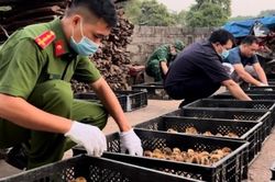 Ước tính có hơn 2.000 tấn gia cầm nhập lậu mỗi năm