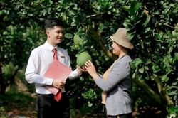 Xây dựng cơ chế thí điểm thúc đẩy tín dụng và bảo hiểm theo chuỗi liên kết