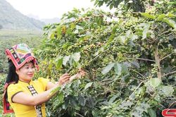 Nông sản Sơn La thích ứng Luật Chống phá rừng của Châu Âu