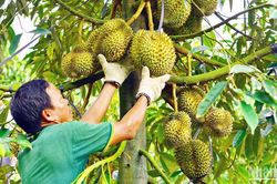 Hơn 2.465ha sầu riêng tại Lâm Đồng bị nhiễm bệnh
