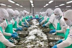 Xuất khẩu tôm thu về 520 triệu USD