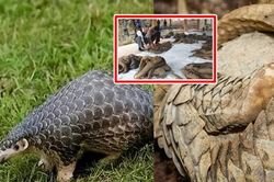 Việt Nam sở hữu động vật có vú duy nhất trên Trái đất có vảy: Sắp tuyệt chủng, cả thế giới cấm buôn bán