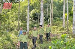 Thường Xuân: Tăng cường các giải pháp giữ vững an ninh rừng