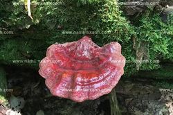 Mua nấm lim xanh ở đâu đúng giá bán và tác dụng nấm lim xanh?