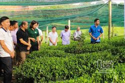 Hiệu quả từ mô hình sản xuất chè hữu cơ