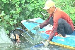 Ngâm mình hàng giờ bắt 'con hai mảnh' dưới sông