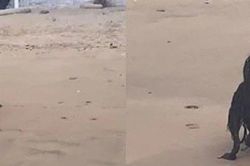 Sự thật ngã ngửa về clip 'người ngoài hành tinh đen' nằm trên bãi biển