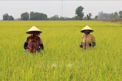 Thị trường nông sản: Giá lúa gạo tiếp tục tăng