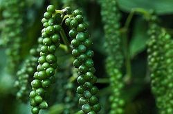 Giá tiêu hôm nay 23/10: Duy trì ổn định