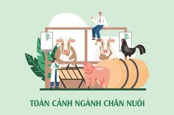 Toàn cảnh ngành chăn nuôi: Liên tục thua lỗ, vẫn nhập khẩu khủng