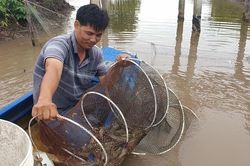 Cà Mau: Giá tôm tăng trở lại sau thời gian giảm sâu