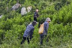 Toàn tỉnh trồng mới hơn 318ha rừng tập trung