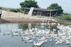 Khống chế dịch bệnh gia súc, gia cầm