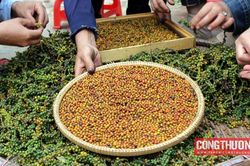 Giá tiêu hôm nay 23/10: Tiếp tục đi ngang, chịu áp lực từ nhu cầu thấp tại các thị trường lớn