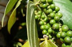 Giá tiêu hôm nay 24/10: Đồng loạt giảm