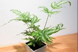 4 loại 'cỏ dại' thông dụng, được đào về làm bonsai, đẹp mỹ miều