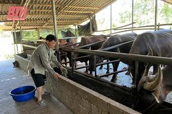 Tăng đàn, tái đàn bảo đảm cung ứng thực phẩm cuối năm
