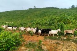 Phú Lương: Triển khai 5 mô hình chăn nuôi