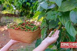 Giá tiêu hôm nay 24/10: Đồng loạt giảm 500 đồng/kg