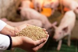 Vẫn phải nhập khẩu 80% chất phụ gia, thức ăn chăn nuôi bổ sung chính