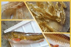 Cá đắt đỏ bậc nhất ở Việt Nam được cả thế giới săn lùng