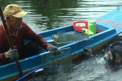 Độc đáo nghề ăn cơm trên bờ làm việc dưới sông