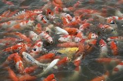 Tây Hồ (Hà Nội): Di chuyển hơn 8 tấn cá koi ra khỏi ao Đầu Đồng để cho thuê trồng sen