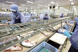 Đơn hàng gia tăng, xuất khẩu thủy sản quý IV có thể đạt 2,4 tỷ USD