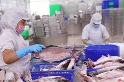 Xuất khẩu thủy sản quý IV có thể đạt 2,4 tỷ USD