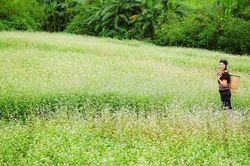 Tam giác mạch khoe sắc ở Chư Đang Ya