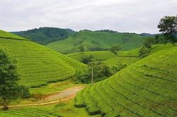 Chương trình MTQG 1719 góp phần nâng cao đời sống đồng bào dân tộc thiểu số và miền núi tỉnh Phú Thọ