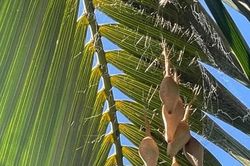 Người phụ nữ phát hiện 6 chiếc túi lạ trên cây cọ và sự thật phía sau