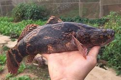 Giống cá bống khổng lồ giá 500.000 đồng/kg, trước chả ai biết đến giờ là đặc sản được săn lùng