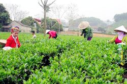 Phú Lương: Sản phẩm chè đóng góp 35% vào giá trị sản xuất nông, lâm nghiệp