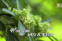 Hoa sữa mùa thu| Nhịp sống Hà Nội| 25/10/2023