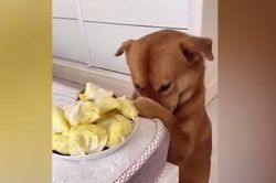 Cười ngất xem chú chó bịt mũi, nhăn mặt khi ngửi sầu riêng