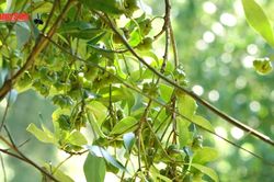 Trồng hồi hữu cơ – Hướng phát triển bền vững cho cây hồi Xứ LạngTin khác
