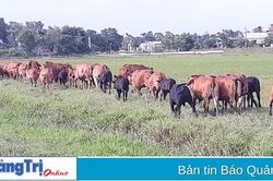 Nâng cao chất lượng phong trào nông dân thi đua sản xuất, kinh doanh giỏi ở Triệu Phong