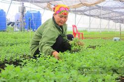 Nữ nông dân Nghệ An làm nhà màng trồng rau, quả sạch