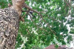 Đình cổ được vua Nguyễn sắc phong với kiến trúc đặc trưng văn hóa Nam Bộ