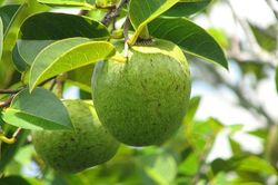Thứ quả lạ giá 40.000 đồng/kg, thân giống táo ruột giống na, vừa ăn ngon lại có thể làm thuốc