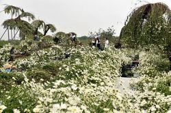 Lý do nào khiến giá cúc họa mi đầu mùa 'hạ nhiệt'?