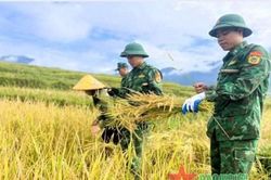 Đồn Biên phòng Tri Lễ giúp dân thu hoạch lúa chín