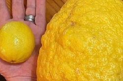 Chanh 'đột biến' to như dưa hấu, bổ ra ai cũng ngỡ ngàng